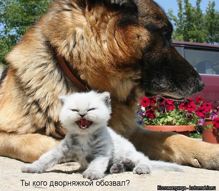 Ты кого дворняжкой обозвал?... Котоматрица: Ты кого дворняжкой обозвал?