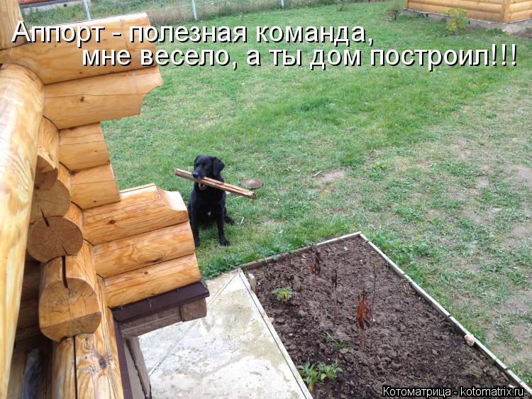 мне весело, а ты дом построил!!! Аппорт - полезная команда,... Котоматрица: мне весело, а ты дом построил!!! Аппорт - полезная команда,