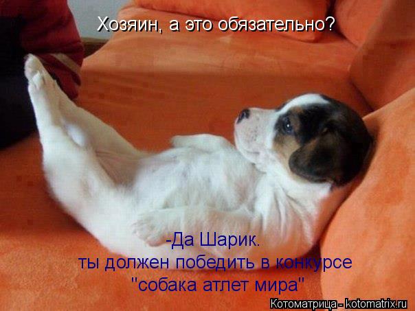 Хозяин, а это обязательно? -Да Шарик. ты должен победить в конкурсе "собака атлет мира"... Котоматрица: Хозяин, а это обязательно? -Да Шарик. ты должен победить в конкурсе "собака атлет мира"