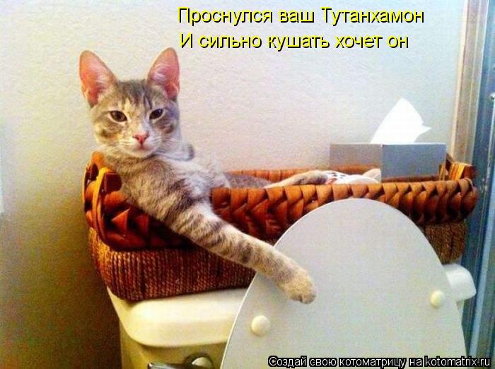 Проснулся ваш Тутанхамон И сильно кушать хочет он... Котоматрица: Проснулся ваш Тутанхамон И сильно кушать хочет он