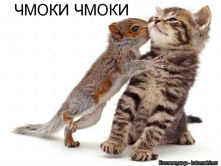 ЧМОКИ ЧМОКИ... Котоматрица: ЧМОКИ ЧМОКИ