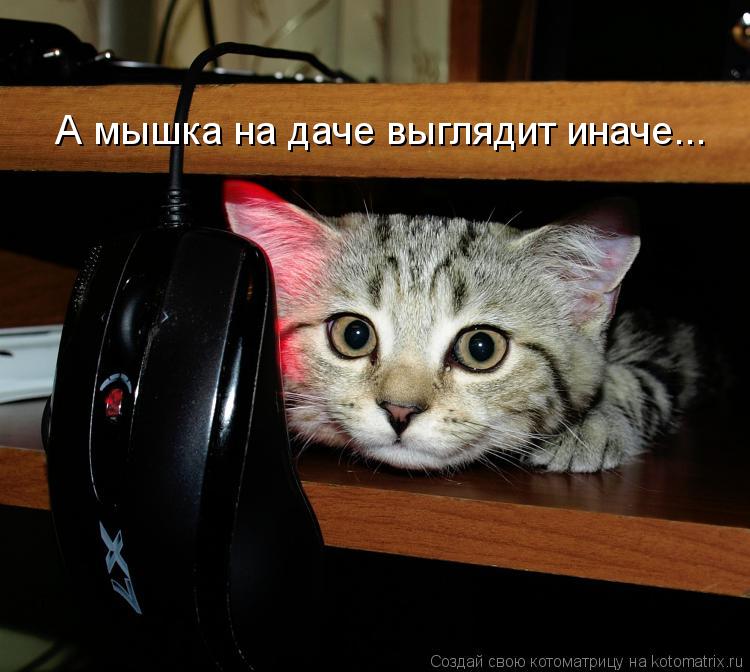А мышка на даче выглядит иначе...... Котоматрица: А мышка на даче выглядит иначе...