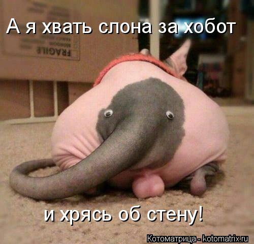 А я хвать слона за хобот и хрясь об стену!... Котоматрица: А я хвать слона за хобот и хрясь об стену!