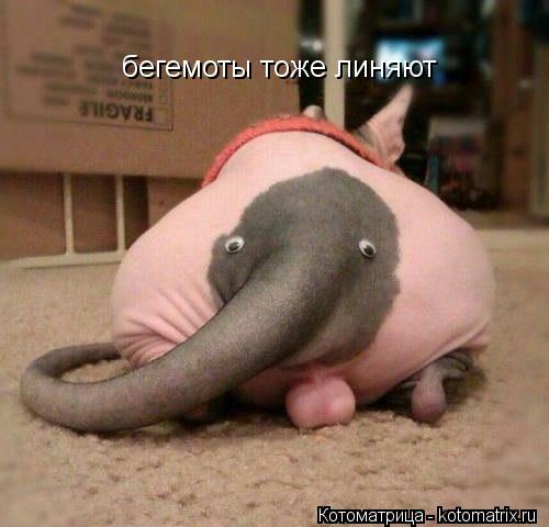 бегемоты тоже линяют... Котоматрица: бегемоты тоже линяют