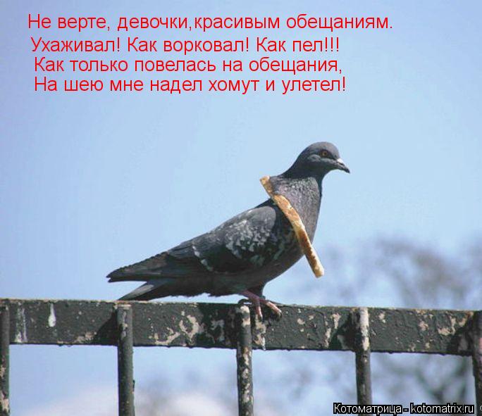 Не верте, девочки,красивым обещаниям. Ухаживал! Как ворковал! Как пел!!! Как только повелась на обеща... Котоматрица: Не верте, девочки,красивым обещаниям. Ухаживал! Как ворковал! Как пел!!! Как только повелась на обещания, На шею мне надел хомут и улетел!