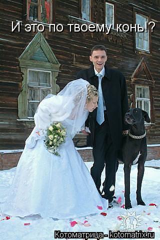 И это по твоему конь!?... Котоматрица: И это по твоему конь!?