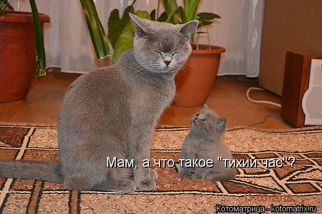 Мам, а что такое "тихий час"?... Котоматрица: Мам, а что такое "тихий час"?