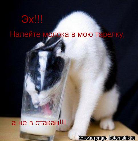 Котоматрица: Эх!!!  Налейте молока в мою тарелку, а не в стакан!!!