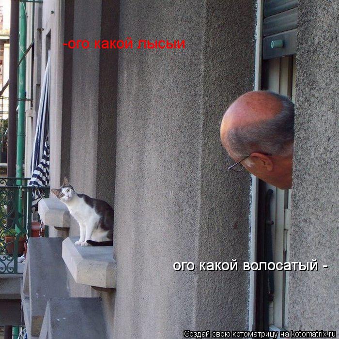 ого какой волосатый - -ого какой лысыи... Котоматрица: ого какой волосатый - -ого какой лысыи