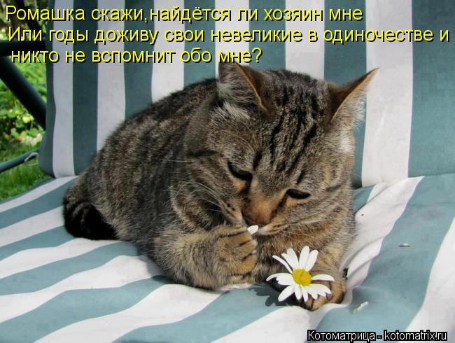 Ромашка скажи,найдётся ли хозяин мне Или годы доживу свои невеликие в одиночестве и никто не вспомн... Котоматрица: Ромашка скажи,найдётся ли хозяин мне Или годы доживу свои невеликие в одиночестве и никто не вспомнит обо мне?