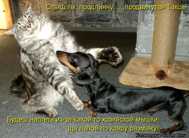 Слыш,ты, продлинну.....,продвинутая Такса! Будеш наглеть из-за какой то хозяйской мышки, ща лапой по ... Котоматрица: Слыш,ты, продлинну.....,продвинутая Такса! Будеш наглеть из-за какой то хозяйской мышки, ща лапой по ковру размажу!