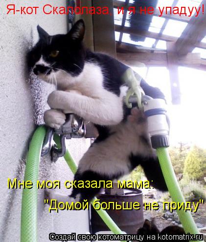 Котоматрица: Я-кот Скалолаза, и я не упадуу! Мне моя сказала мама: "Домой больше не приду"