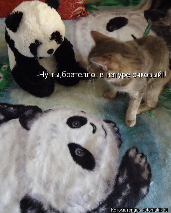 -Ну ты,брателло, в натуре очковый!!... Котоматрица: -Ну ты,брателло, в натуре очковый!!