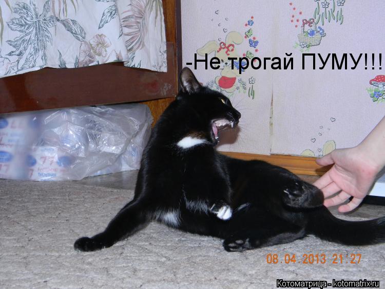 -Не трогай ПУМУ!!!... Котоматрица: -Не трогай ПУМУ!!!