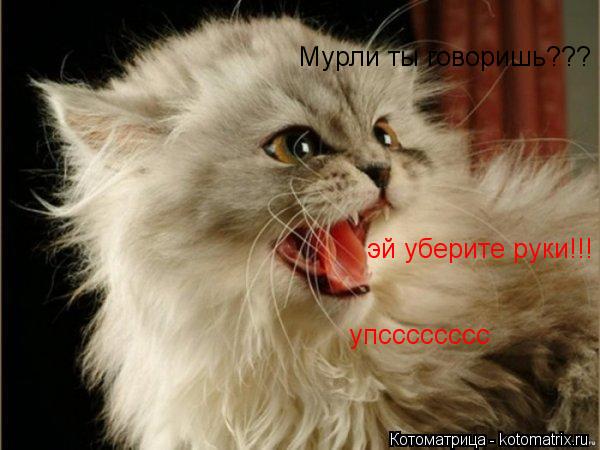 эй уберите руки!!! Мурли ты говоришь??? упсссссссс... Котоматрица: эй уберите руки!!! Мурли ты говоришь??? упсссссссс