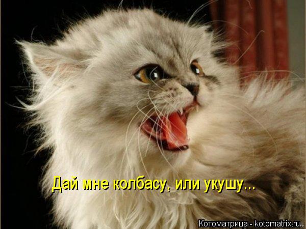 Дай мне колбасу, или укушу...... Котоматрица: Дай мне колбасу, или укушу...