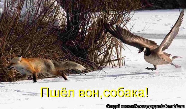 Пшёл вон,собака!... Котоматрица: Пшёл вон,собака!