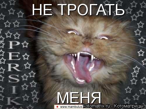 НЕ ТРОГАТЬ МЕНЯ... Котоматрица: НЕ ТРОГАТЬ МЕНЯ