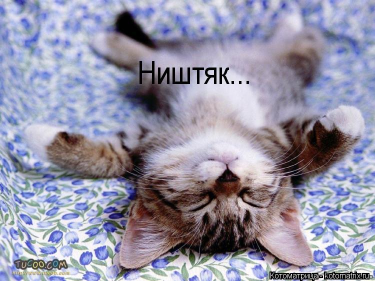 Ништяк...... Котоматрица: Ништяк...