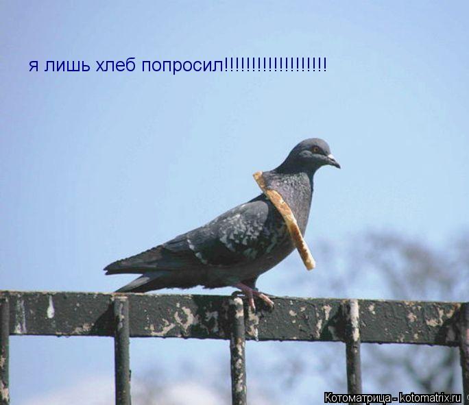 я лишь хлеб попросил!!!!!!!!!!!!!!!!!!!... Котоматрица: я лишь хлеб попросил!!!!!!!!!!!!!!!!!!!