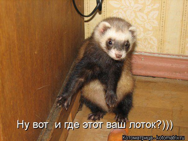 Ну вот и где этот ваш лоток?)))... Котоматрица: Ну вот и где этот ваш лоток?)))