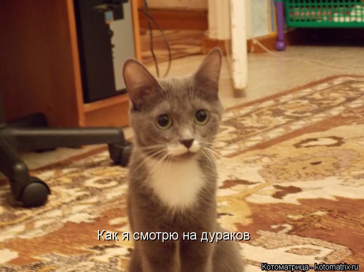 Как я смотрю на дураков... Котоматрица: Как я смотрю на дураков