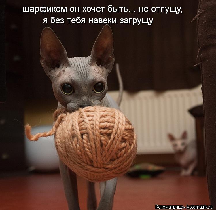 шарфиком он хочет быть... не отпущу, я без тебя навеки загрущу... Котоматрица: шарфиком он хочет быть... не отпущу, я без тебя навеки загрущу