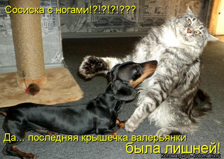 Сосиска с ногами!?!?!?!??? Да... последняя крышечка валерьянки была лишней!... Котоматрица: Сосиска с ногами!?!?!?!??? Да... последняя крышечка валерьянки была лишней!