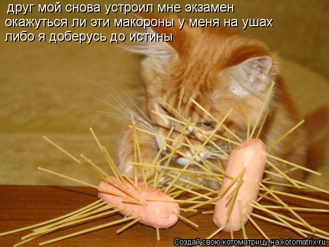 друг мой снова устроил мне экзамен либо я доберусь до истины окажуться ли эти макороны у меня на ушах... Котоматрица: друг мой снова устроил мне экзамен либо я доберусь до истины окажуться ли эти макороны у меня на ушах