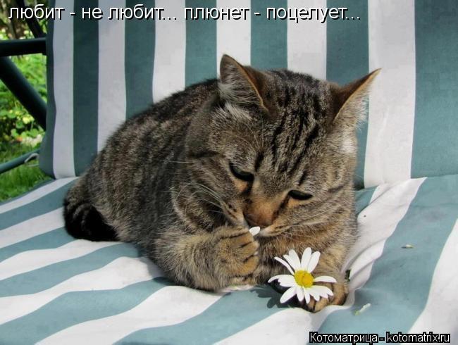 любит - не любит... плюнет - поцелует...... Котоматрица: любит - не любит... плюнет - поцелует...