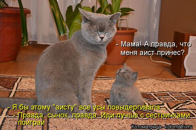 - Мама! А правда, что меня аист принес? - Я бы этому "аисту" все усы повыдергивала... - Правда, сыно... Котоматрица: - Мама! А правда, что меня аист принес? - Я бы этому "аисту" все усы повыдергивала... - Правда, сынок, правда. Иди лучше с сестричками поиграй