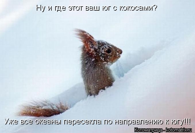 Ну и где этот ваш юг с кокосами? Уже все океаны пересекла по направлению к югу!!!... Котоматрица: Ну и где этот ваш юг с кокосами? Уже все океаны пересекла по направлению к югу!!!