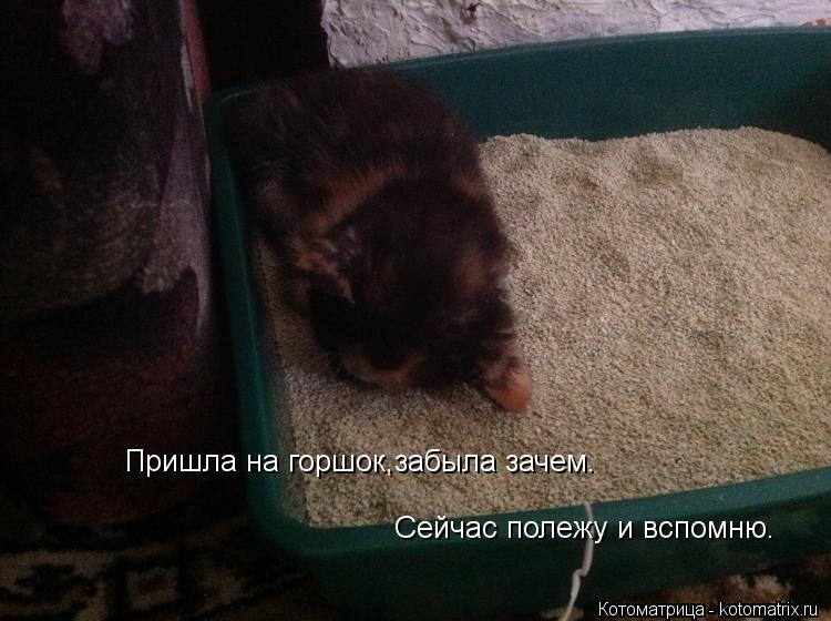 Пришла на горшок,забыла зачем. ... Котоматрица: Пришла на горшок,забыла зачем. Сейчас полежу и вспомню.