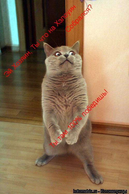 Котоматрица: Эй Хозяин, Ты что на Хэлоуин Собрался? Ты там 100% победишь!