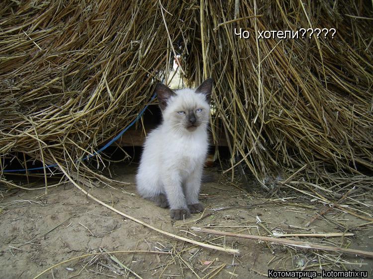 Чо хотели?????... Котоматрица: Чо хотели?????