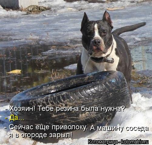 - Хозяин! Тебе резина была нужна? - Да... - Сейчас еще приволоку. А машину соседа я в огороде зарыл!... Котоматрица: - Хозяин! Тебе резина была нужна? - Да... - Сейчас еще приволоку. А машину соседа я в огороде зарыл!