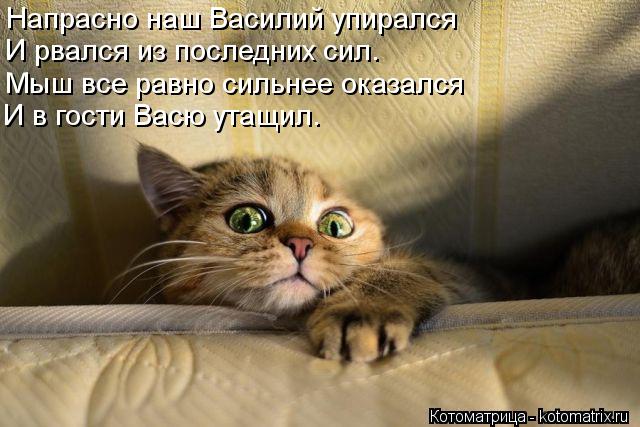 Напрасно наш Василий упирался И рвался из последних сил. Мыш все равно сильнее оказался И в гости Вас... Котоматрица: Напрасно наш Василий упирался И рвался из последних сил. Мыш все равно сильнее оказался И в гости Васю утащил.