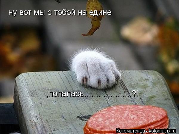 ну вот мы с тобой на едине ,попалась....................?!... Котоматрица: ну вот мы с тобой на едине ,попалась....................?!