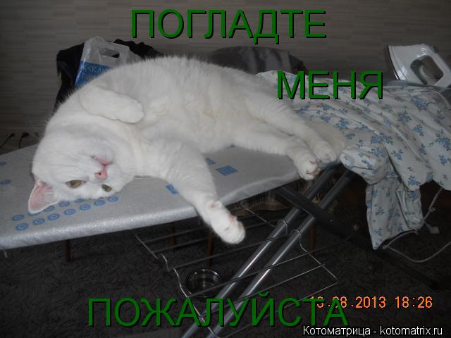 ПОГЛАДТЕ МЕНЯ ПОЖАЛУЙСТА... Котоматрица: ПОГЛАДТЕ МЕНЯ ПОЖАЛУЙСТА