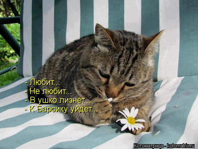 - Любит... - Не любит... - В ушко лизнет... - К Барсику уйдет...... Котоматрица: - Любит... - Не любит... - В ушко лизнет... - К Барсику уйдет...