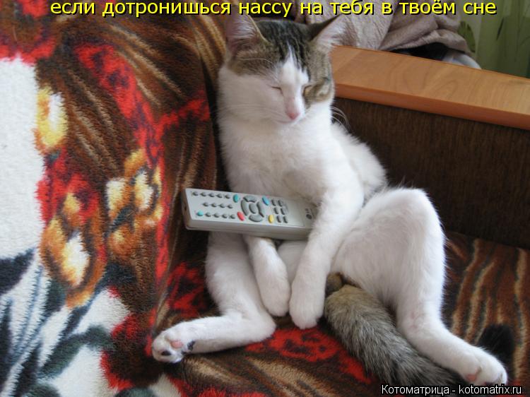 если дотронишься нассу на тебя в твоём сне... Котоматрица: если дотронишься нассу на тебя в твоём сне