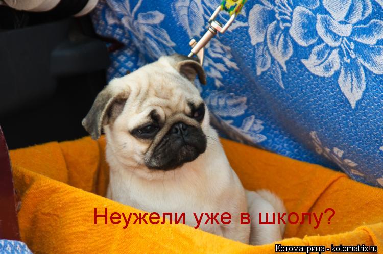 Неужели уже в школу?... Котоматрица: Неужели уже в школу?