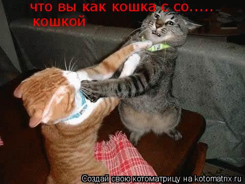 что вы как кошка с со..... кошкой... Котоматрица: что вы как кошка с со..... кошкой