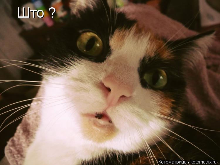 Што ? Што ?... Котоматрица: Што ? Што ?