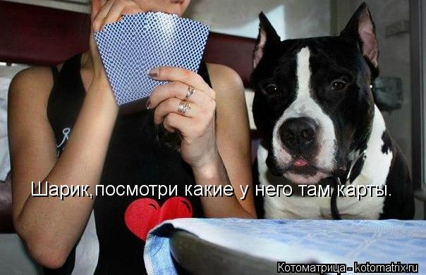 Шарик,посмотри какие у него там карты.... Котоматрица: Шарик,посмотри какие у него там карты.