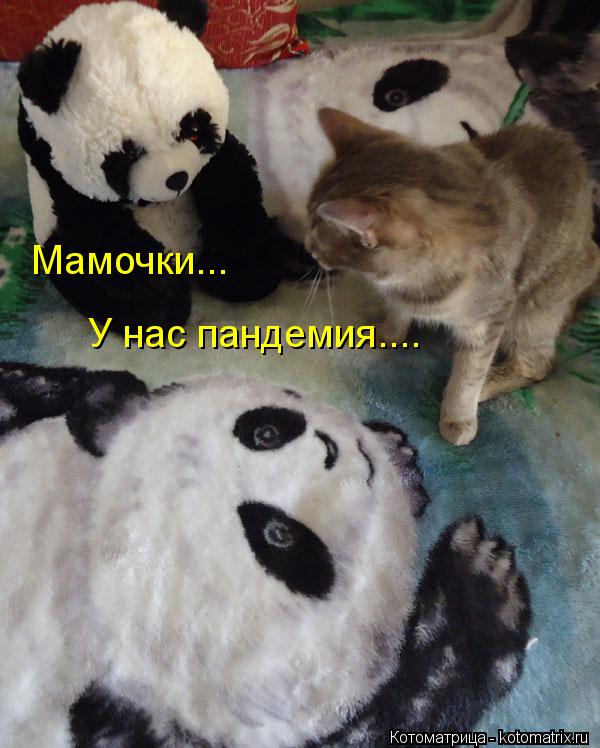 Мамочки... У нас пандемия....... Котоматрица: Мамочки... У нас пандемия....