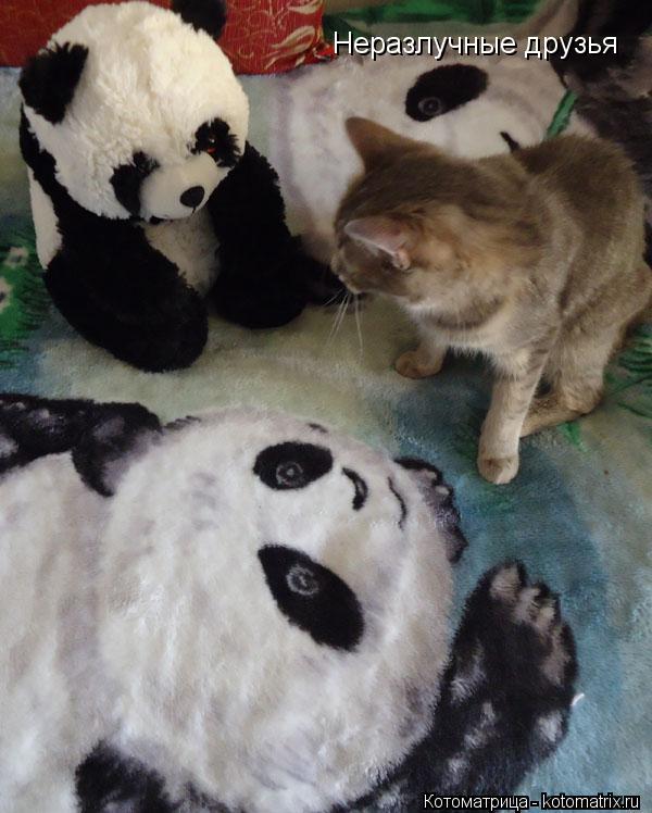 Неразлучные друзья... Котоматрица: Неразлучные друзья