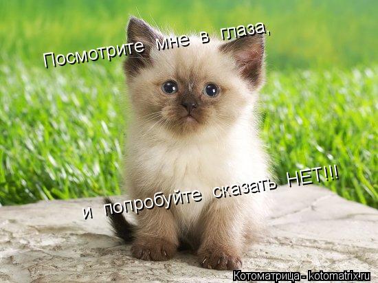 Посмотрите мне в глаза, и попробуйте сказать НЕТ!!!... Котоматрица: Посмотрите мне в глаза, и попробуйте сказать НЕТ!!!