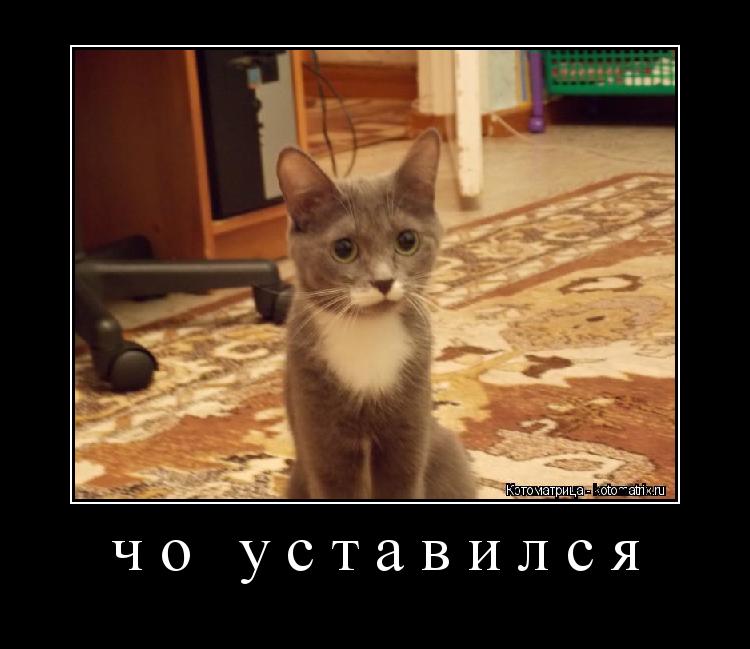 чо уставился ... Котоматрица: чо уставился