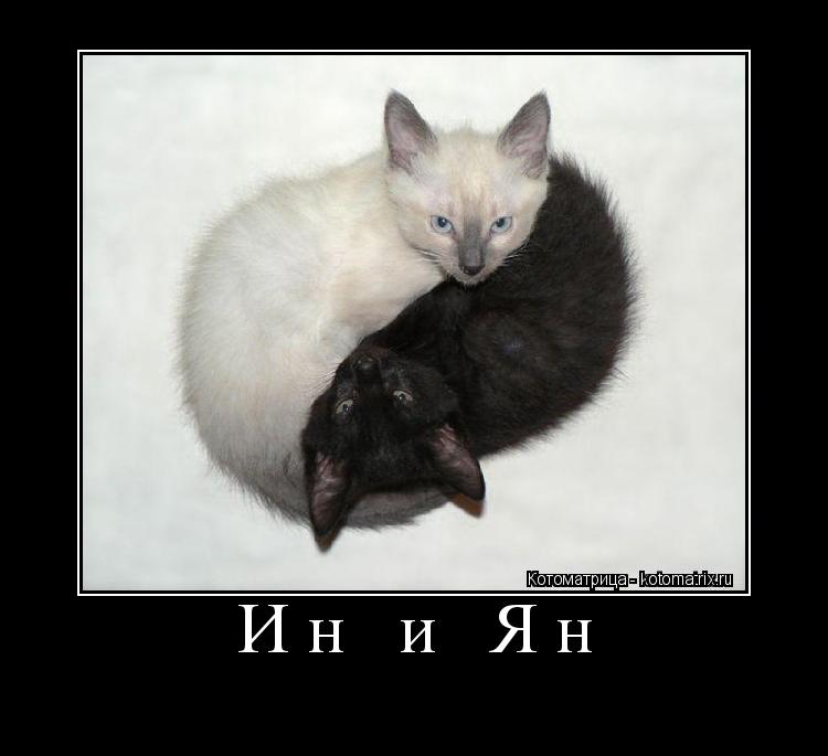 Ин и Ян ... Котоматрица: Ин и Ян